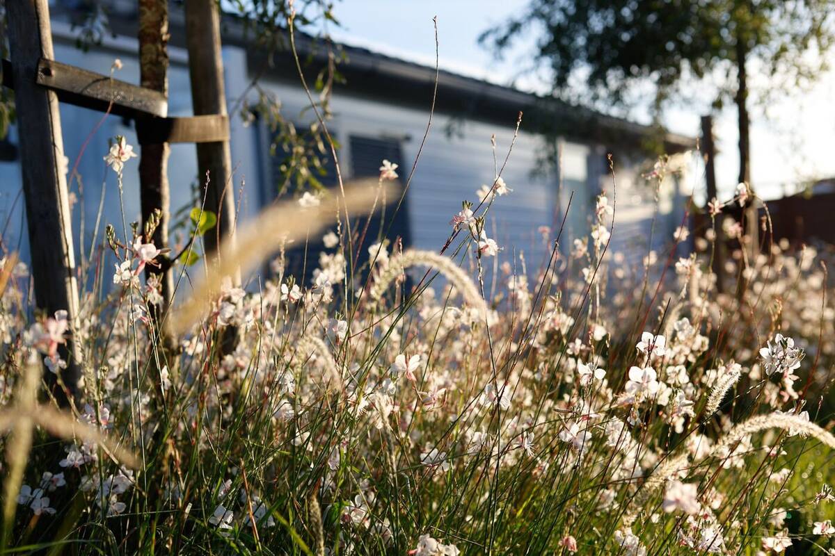 Bloemen in de tuin voor een woning